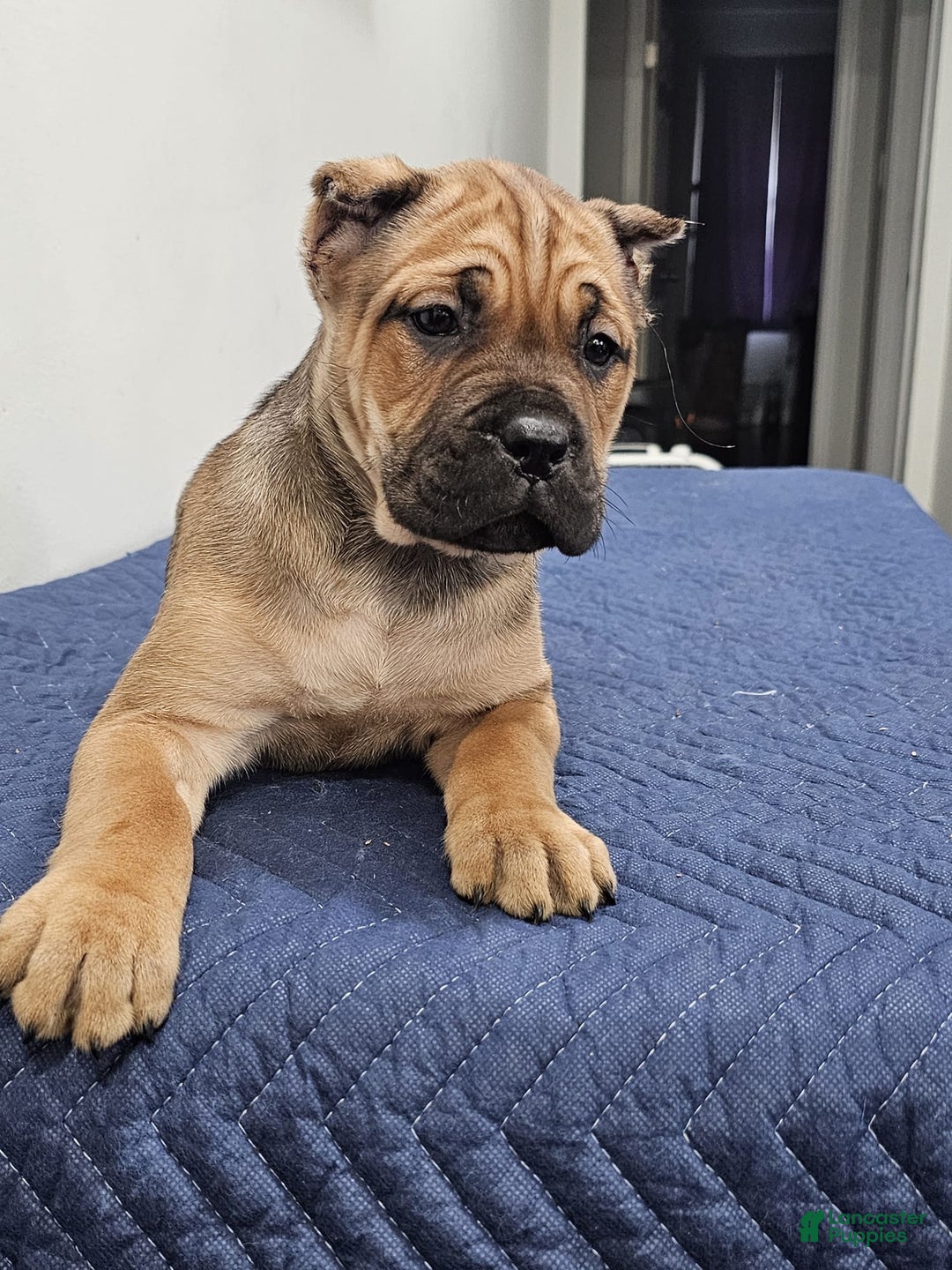 Cane Corso dogs for sale: BELLA - Ad 3