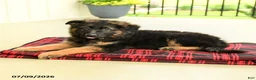 German Shepherd dogs for sale: Rownan - Ad 3