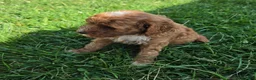 Cavapoo dogs for sale: Ruby - Ad 3
