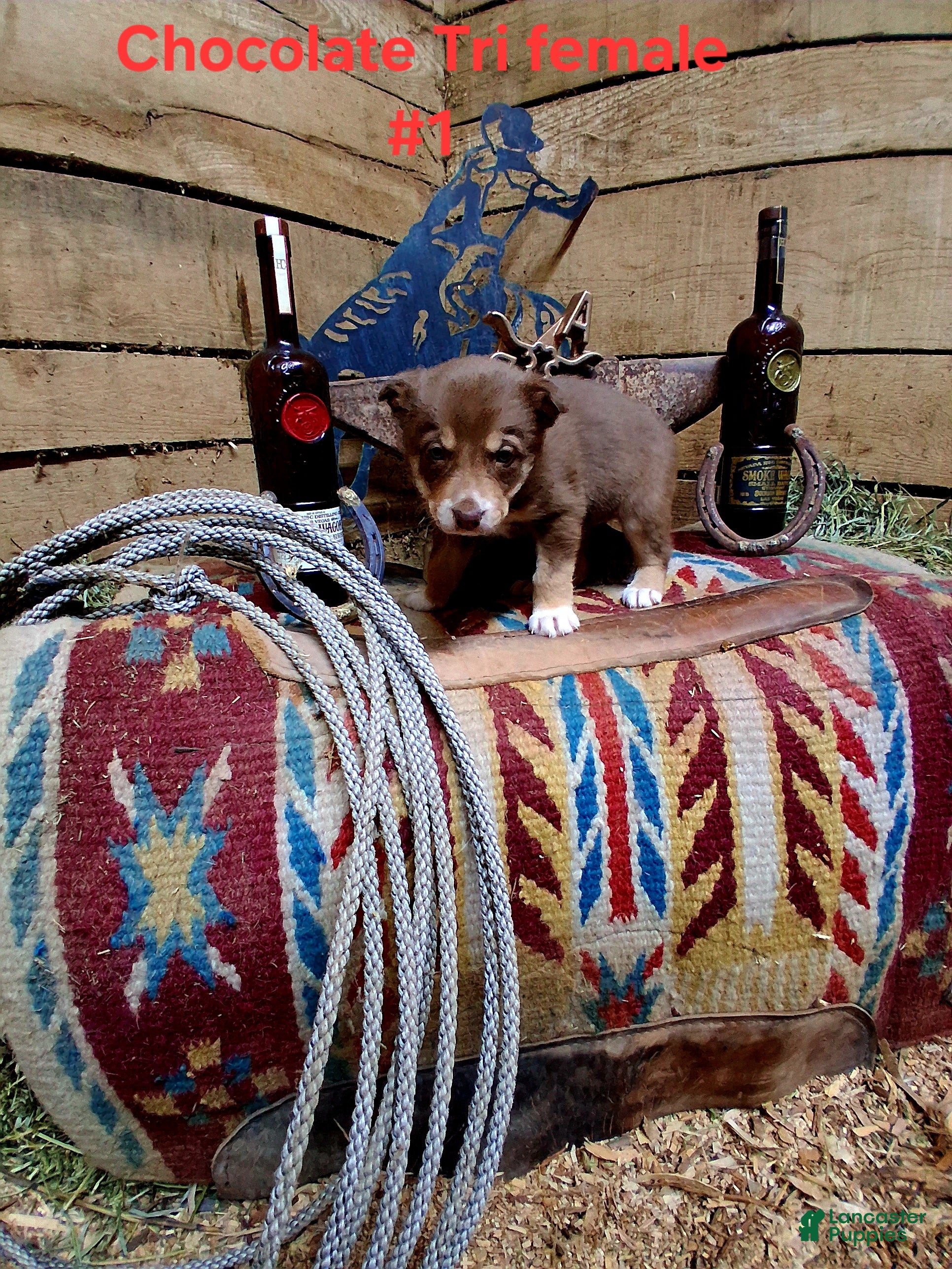 Border Collie dogs Border Collie Puppy 5 - Ad 38