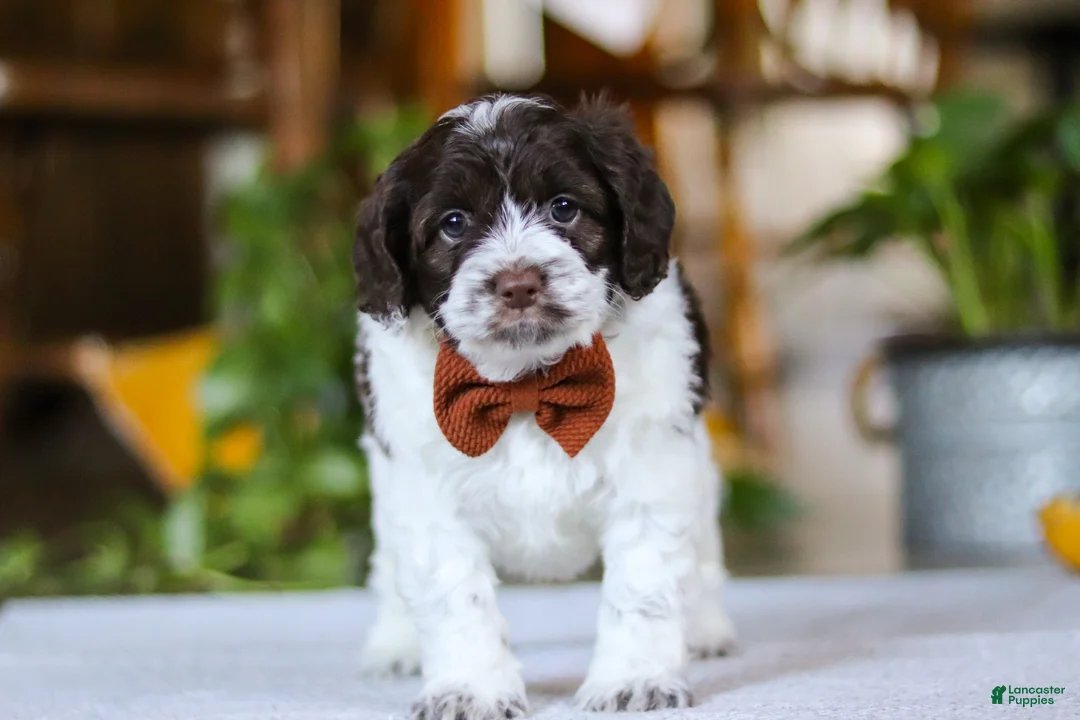 Cockapoo dogs for sale: Blake - Ad 1