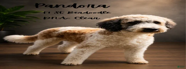 Pandora