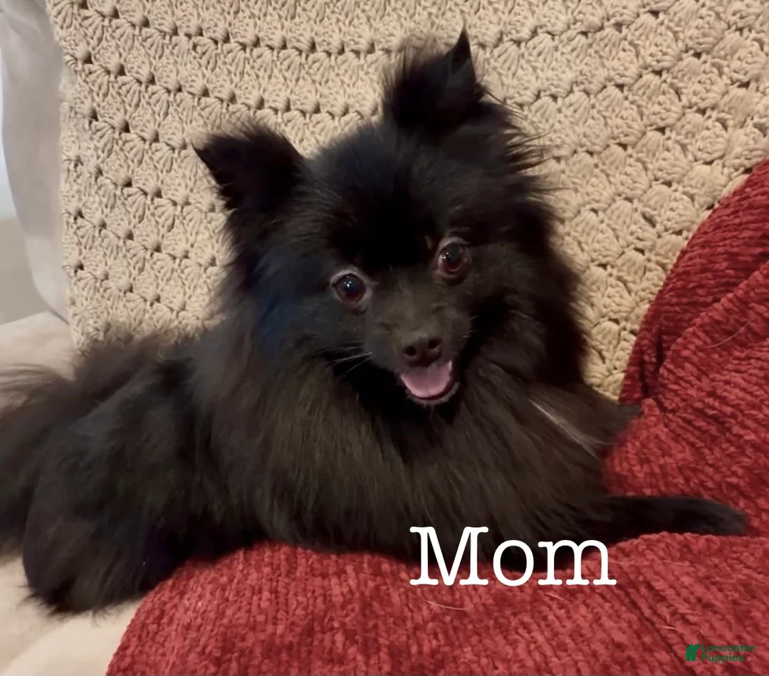 Pomeranian dogs for sale: Sky  - Ad 5