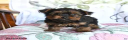 Yorkshire Terrier dogs for sale: Lena - Ad 3