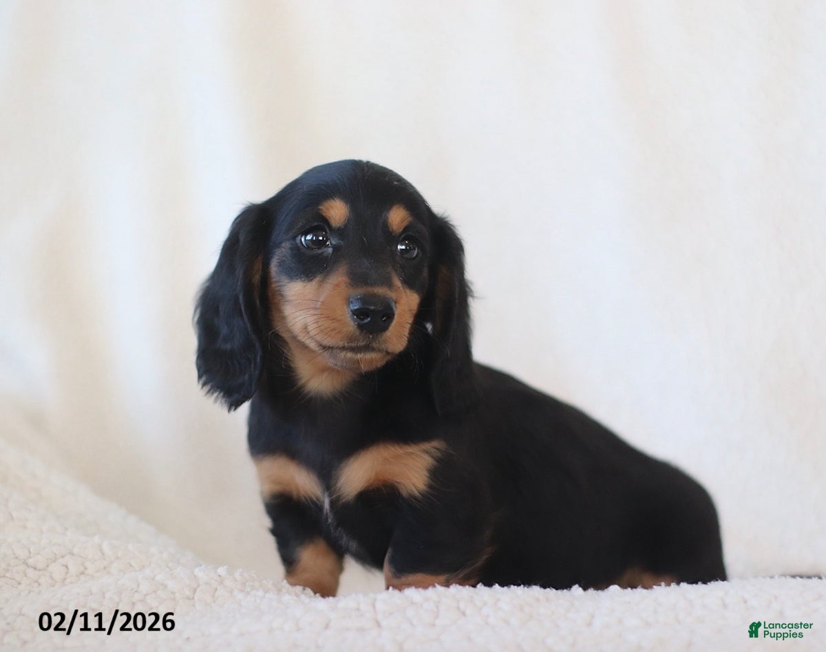 Miniature Dachshund dogs Lance  - Ad 2