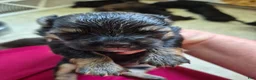 Mixed Breed dogs for sale: Mixed Breed 7 - Ad 3