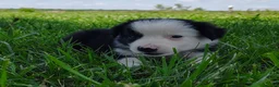 Border Collie dogs for sale: Skipper  - Ad 6
