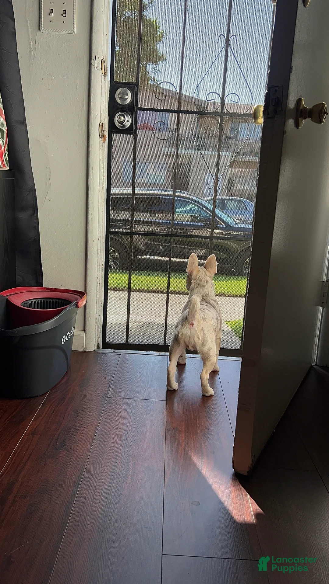 French Bulldog dogs for sale: French Bulldog Puppy 1 - Ad 5