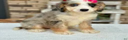 Mini Bernedoodle dogs for sale: Jenna - Ad 3