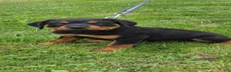 Rottweiler dogs for sale: Rottweiler 3 - Ad 5