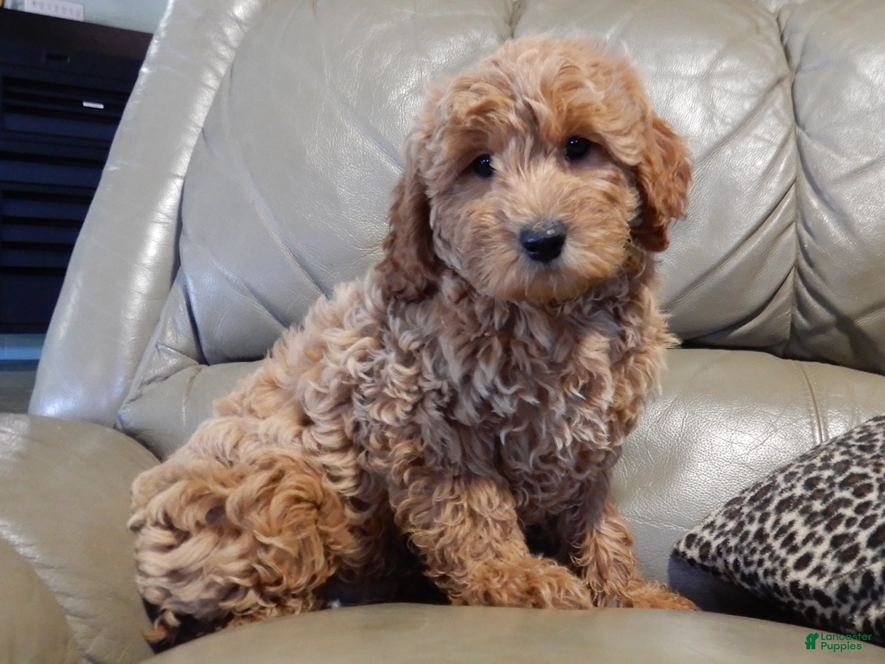 Mini Goldendoodle dogs Hunter - Ad 2