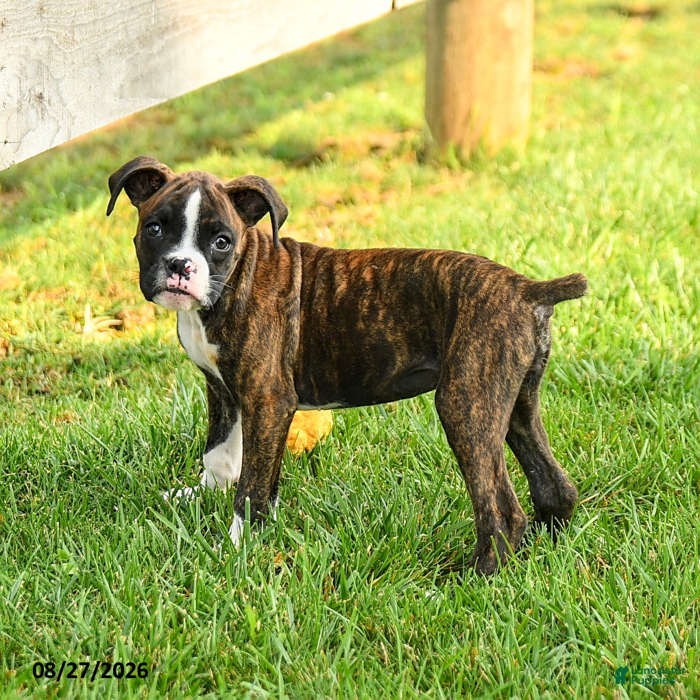 Boxer dogs Sadie - Ad 1