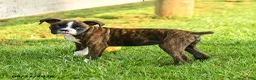Boxer dogs for sale: Sadie - Ad 5