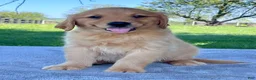 Golden Retriever dogs for sale: Izzy - Ad 4