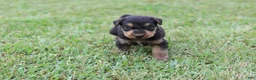 Airedale Terrier dogs for sale: AKC Tootsie  - Ad 3