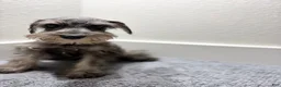 Miniature Schnauzer dogs for sale: Miniature Schnauzer 1 - Ad 3
