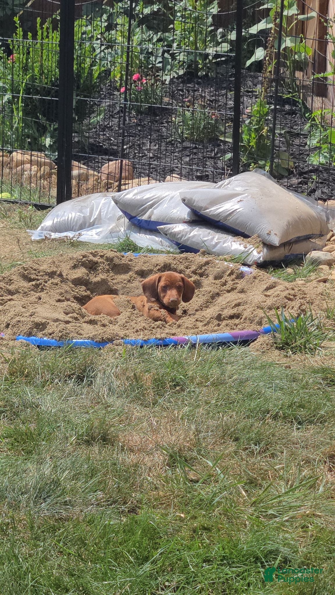 Miniature Dachshund dogs Miniature Dachshund 1 - Ad 1
