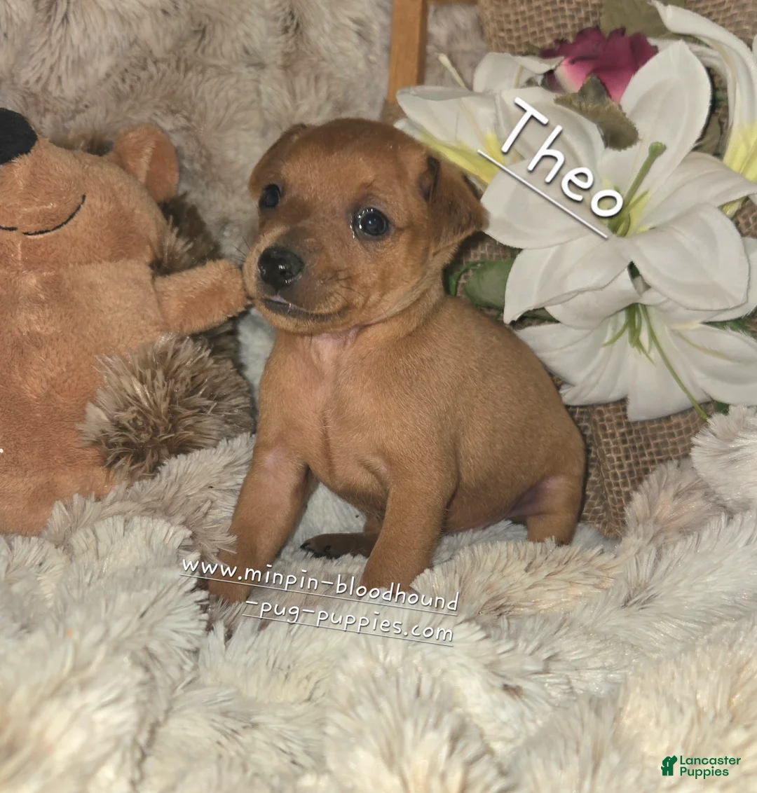 Miniature Pinscher dogs for sale: Theo - Ad 2