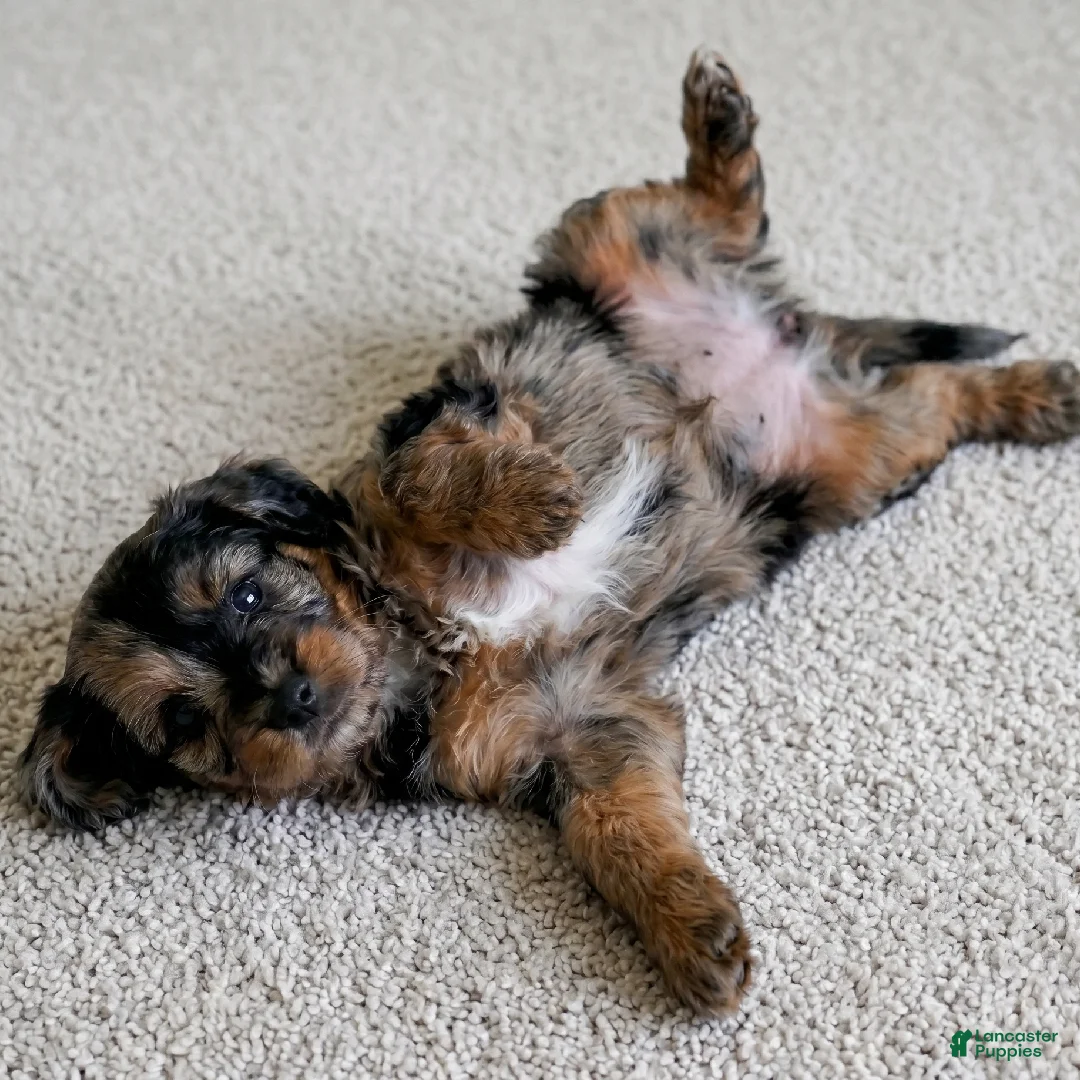 Cockapoo dogs for sale: LILLY - Ad 7