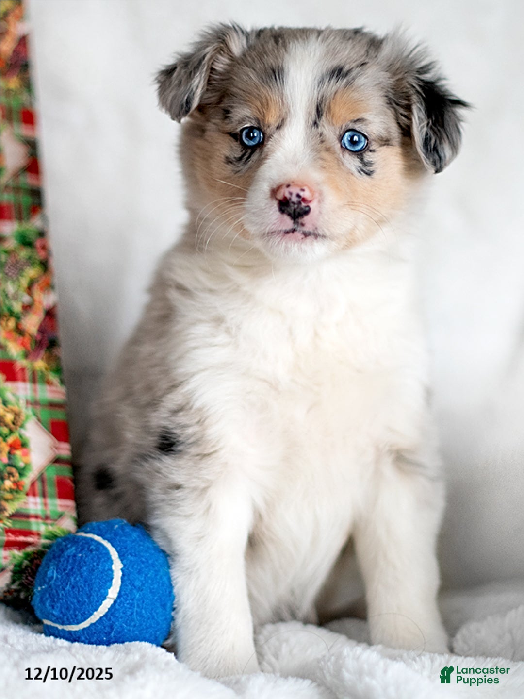 Mixed Breed dogs for sale: Kalt - Ad 3