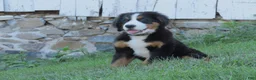 Bernese Mountain Dog dogs for sale: Joey - Ad 5