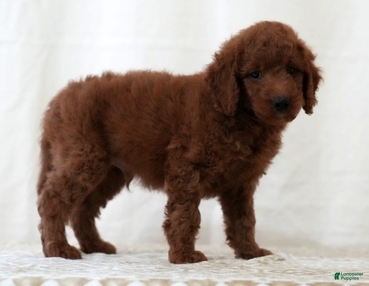 Mini Goldendoodle dogs Jackson - Ad 2