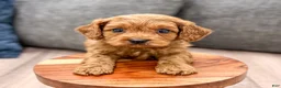 Cavapoo dogs for sale: Duke - Ad 3