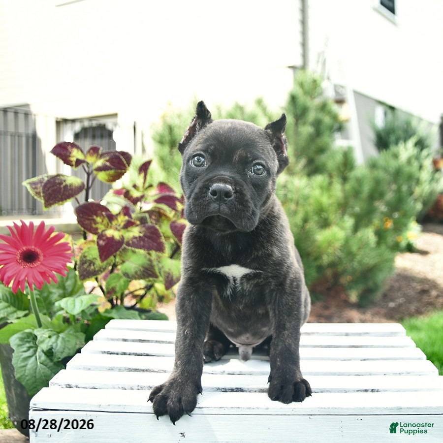 Cane Corso dogs Duke  - Ad 1