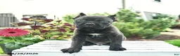 Cane Corso dogs for sale: Duke  - Ad 1