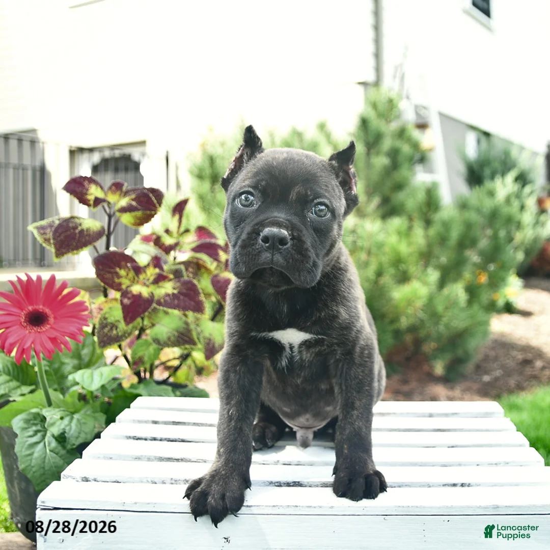 Cane Corso dogs for sale: Duke  - Ad 1