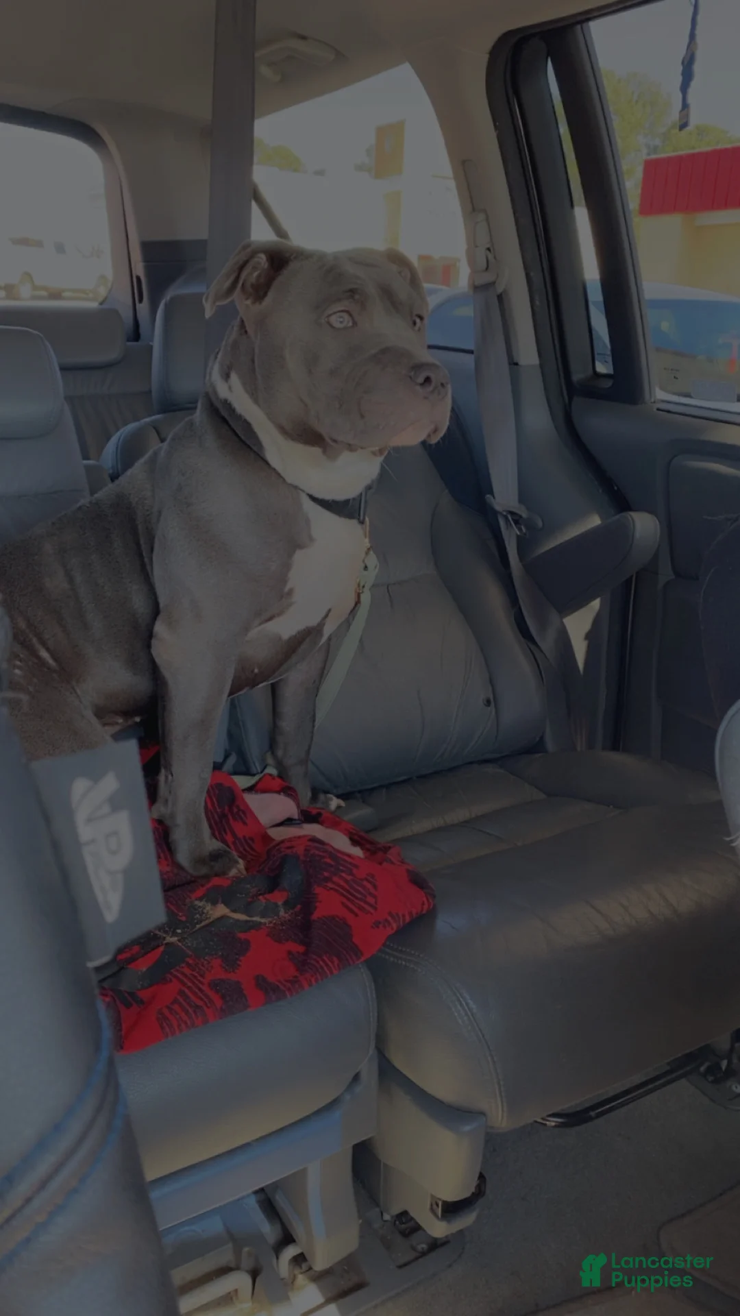 American Bully dogs for sale: American Bully Puppy 1 - Ad 2