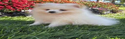 Pomeranian dogs for sale: Teddy - Ad 1