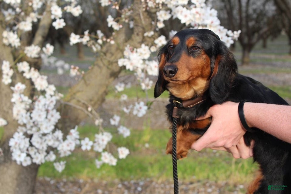 Miniature Dachshund dogs Dapple LH female  - Ad 2