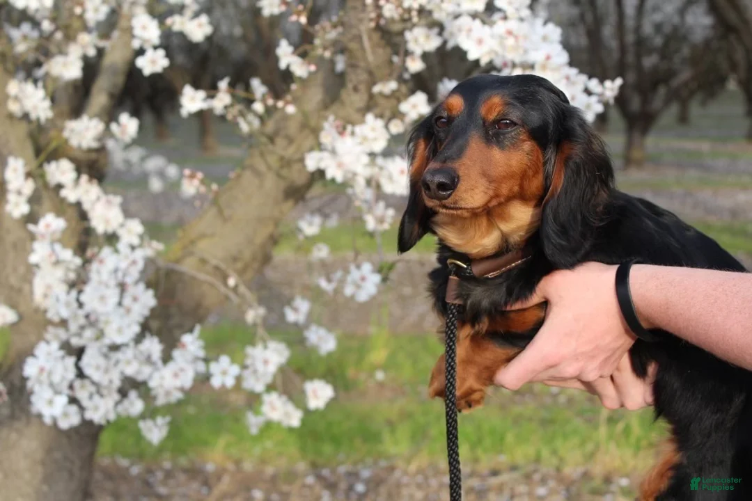 Miniature Dachshund dogs for sale: Piebald shorthair male  - Ad 3