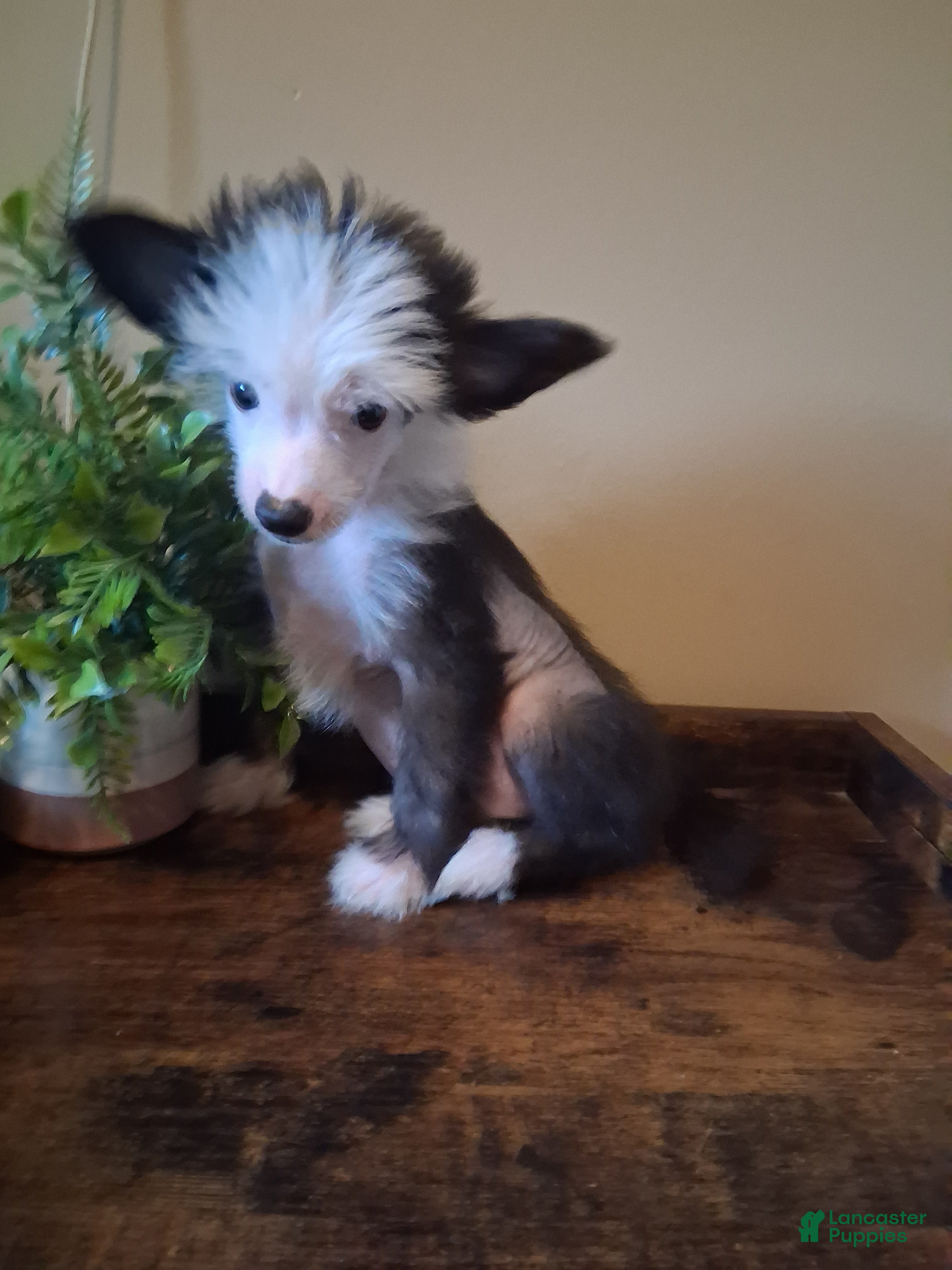 Blaze (Chinese Crested, Male) in London, OH