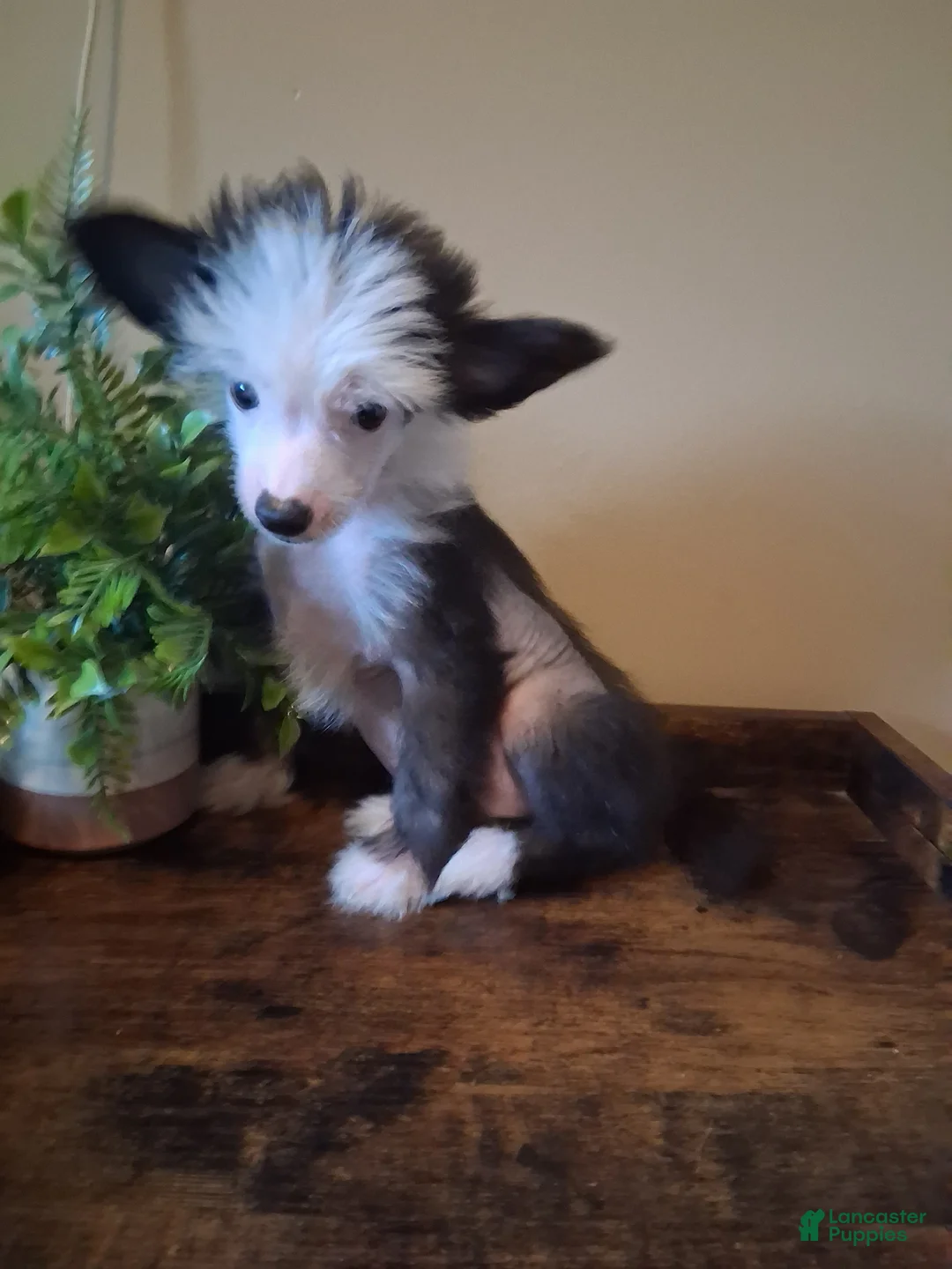 Chinese Crested dogs for sale: Blaze - Ad 1
