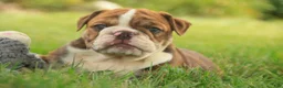 English Bulldog dogs for sale: Raelynn English Bulldog  - Ad 4