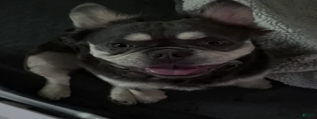 Milo