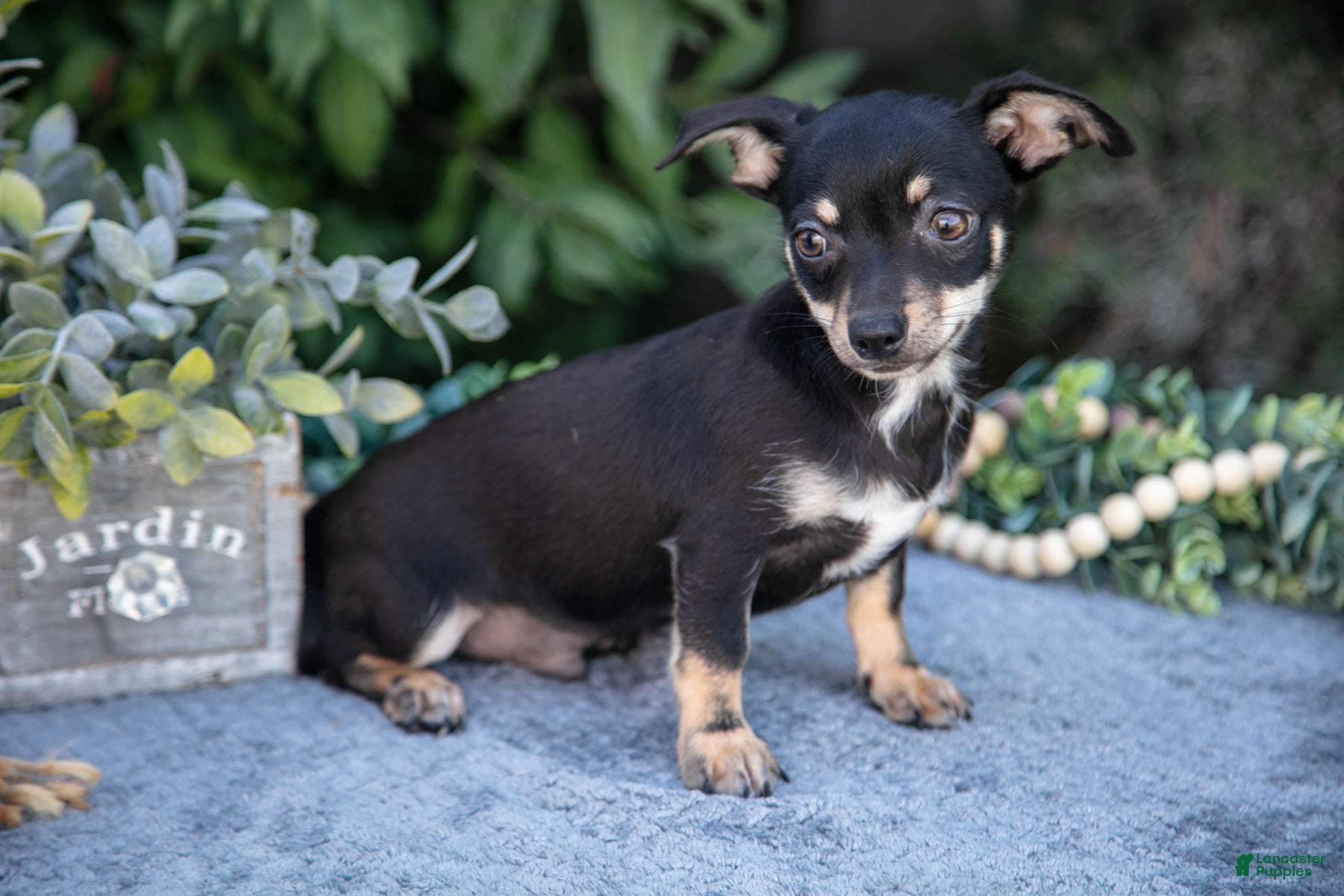 Chihuahua dogs Zep - Ad 2