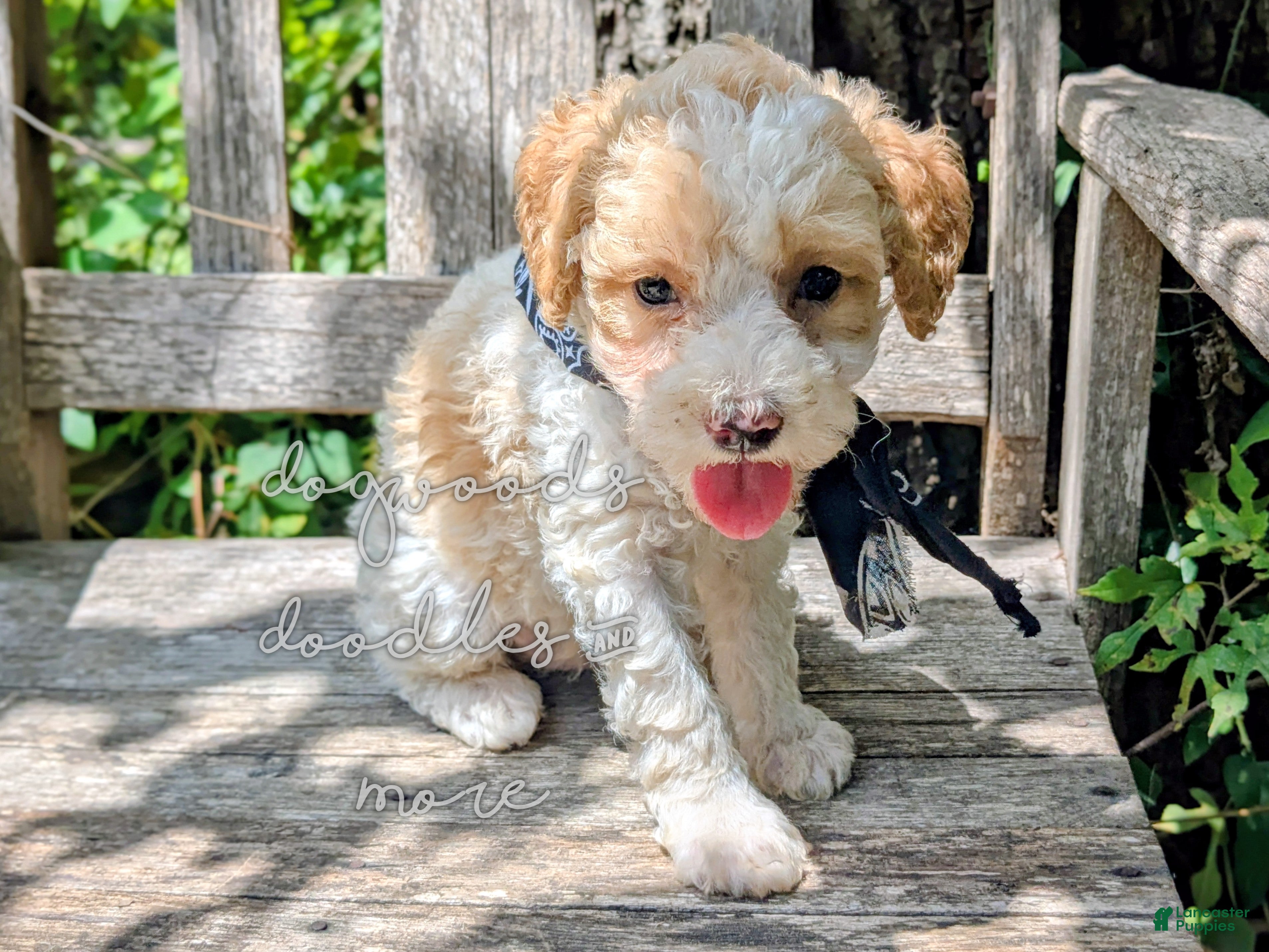 Miniature Poodle dogs Michaelageo  - Ad 2