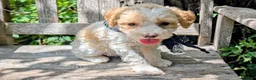 Miniature Poodle dogs for sale: Michaelageo  - Ad 2
