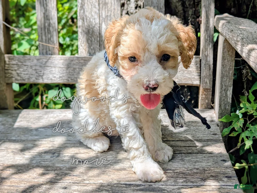Miniature Poodle dogs for sale: Michaelageo  - Ad 2