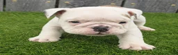 English Bulldog dogs for sale: Diesel - Ad 3