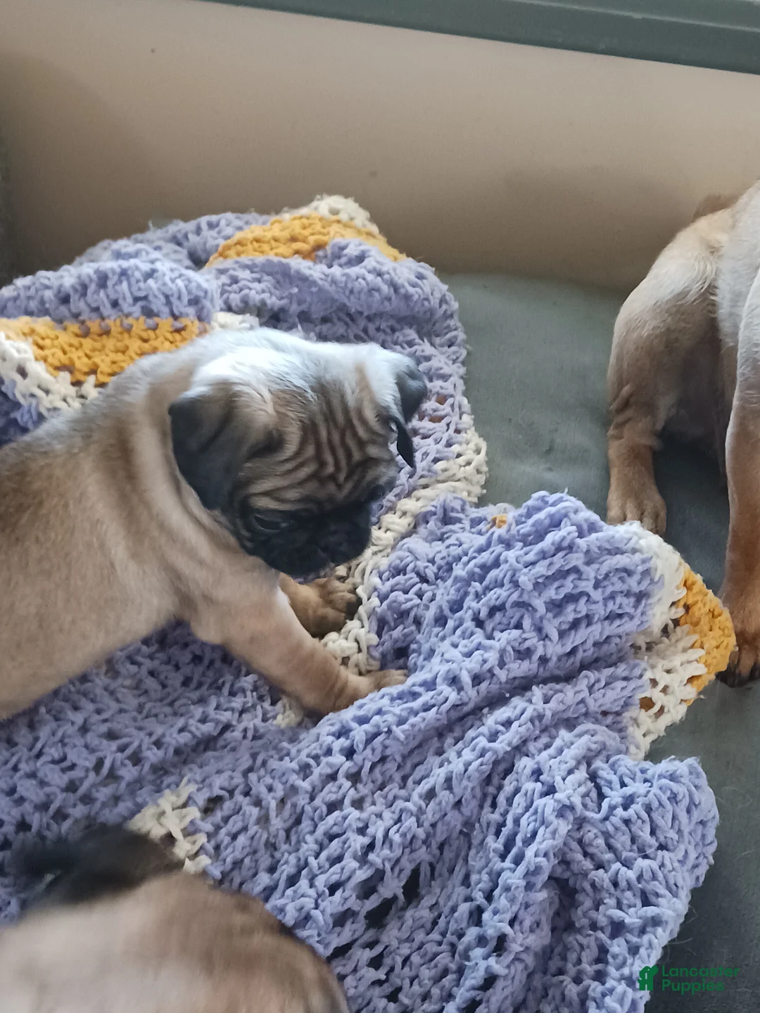 Pug dogs for sale:  Alpha - Ad 1