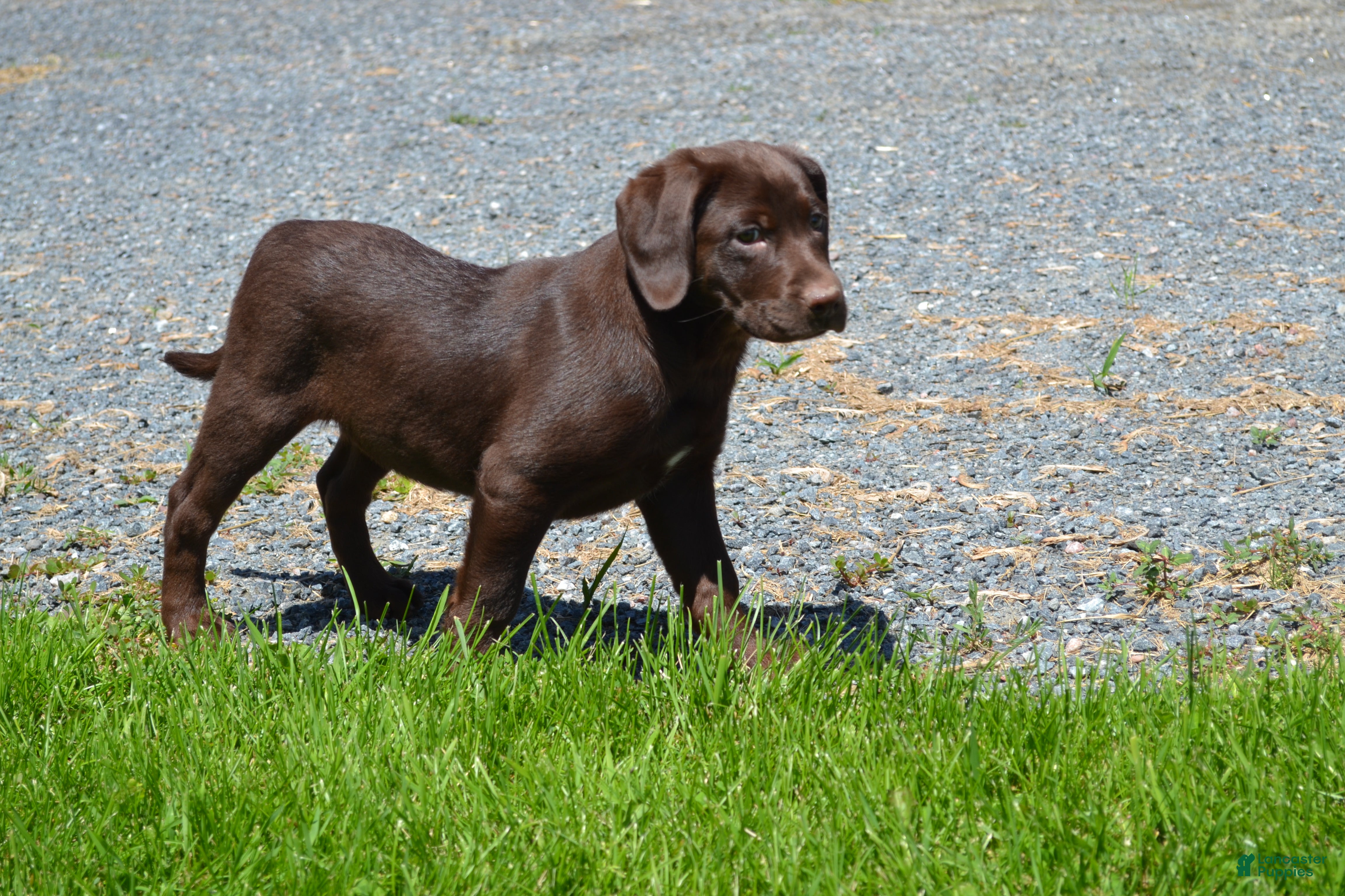 Labrador Retriever dogs Londa - Ad 1