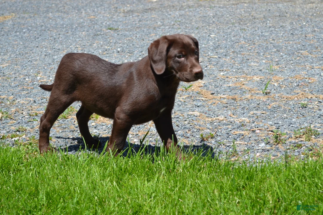 Labrador Retriever dogs for sale: Londa - Ad 2