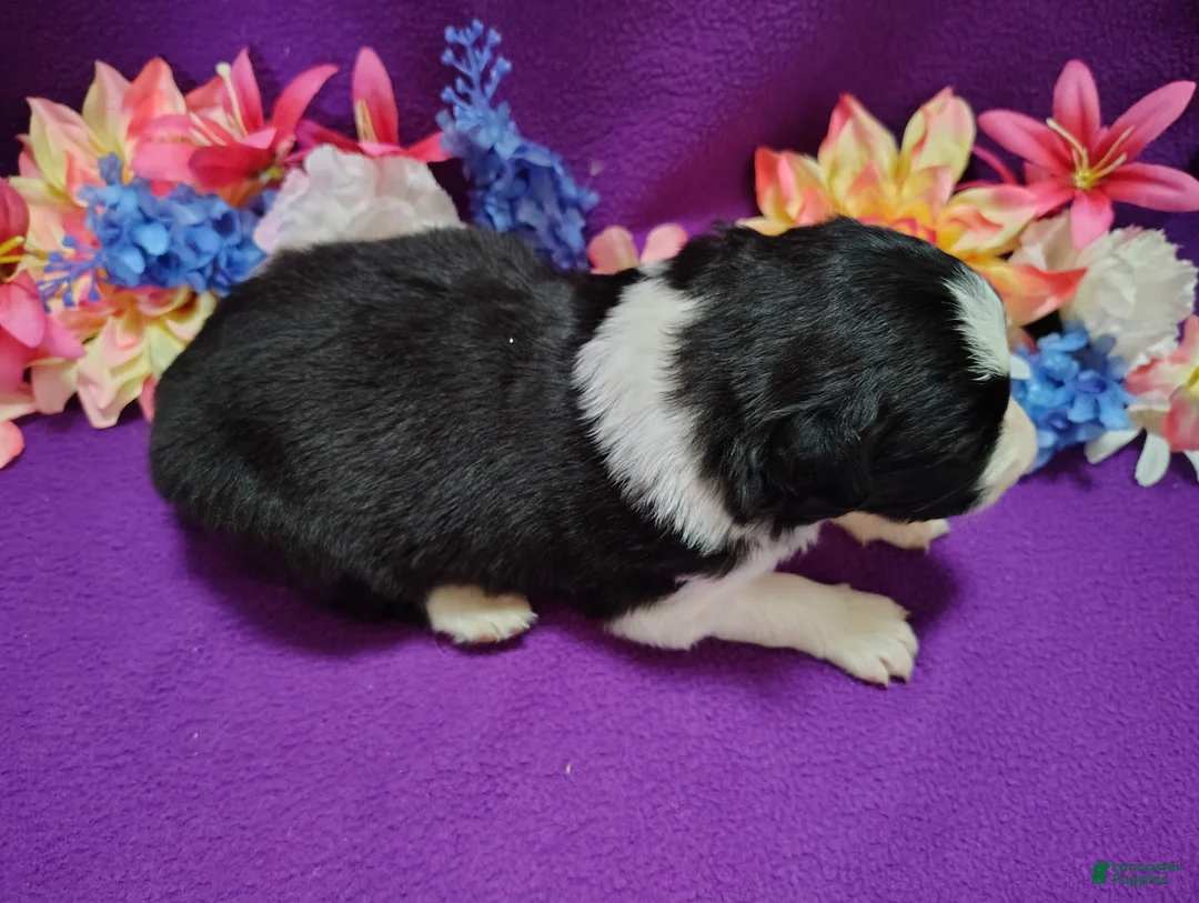 Border Collie dogs for sale: Macy - Ad 2