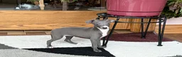 Italian Greyhound dogs for sale: Sara - Ad 7