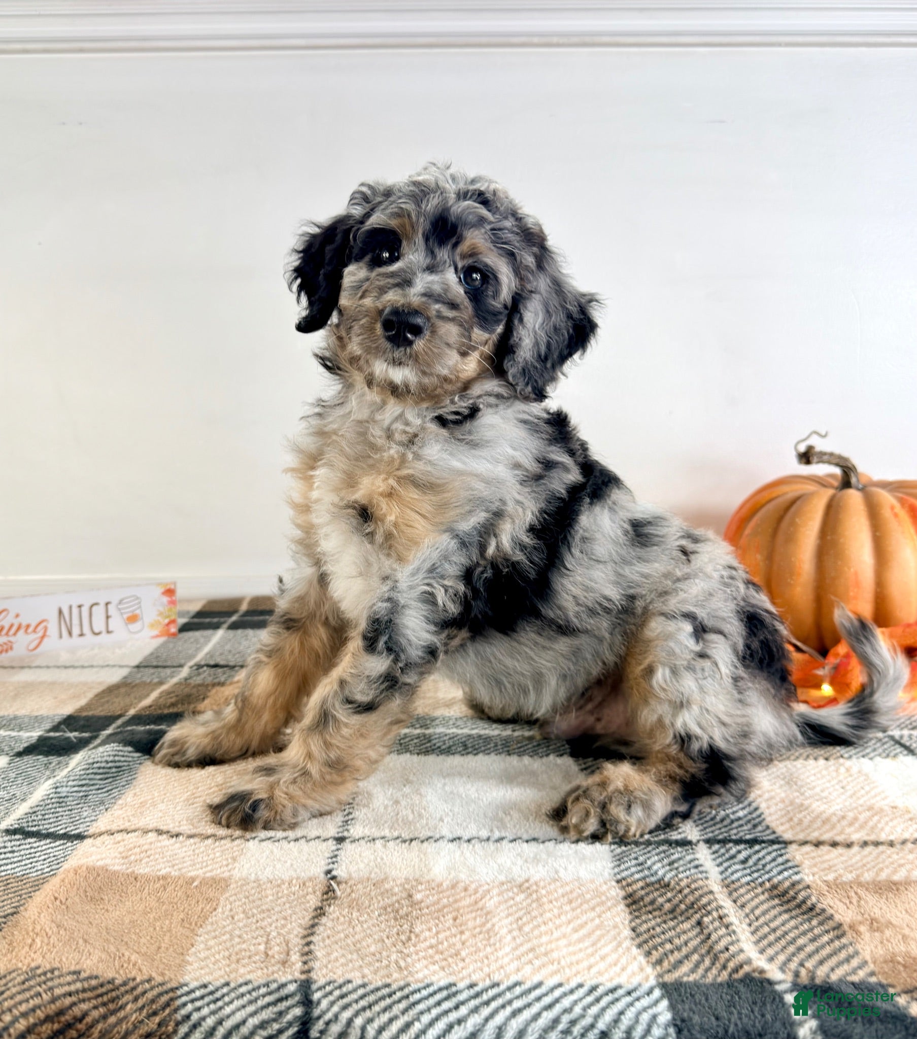 Bernedoodle dogs Harry - Ad 42