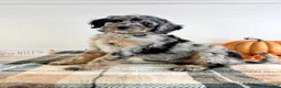 Bernedoodle dogs for sale: Harry - Ad 1